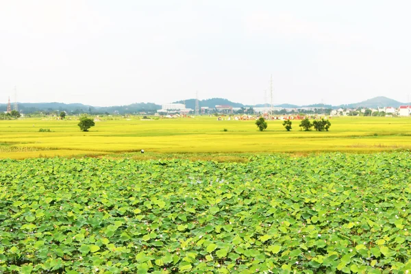 Campo de arroz dorado y cielo — Foto de Stock