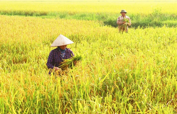 Les agriculteurs récoltent le riz dans un champ — Photo