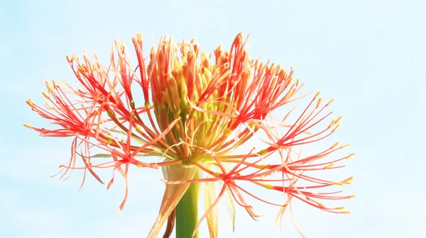 Hortensia på en grumlig bakgrund — Stockfoto