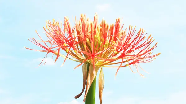 Hortensie auf einem bewölkten Hintergrund — Stockfoto