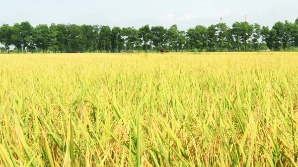 Goldenes Reisfeld und Himmel — Stockfoto