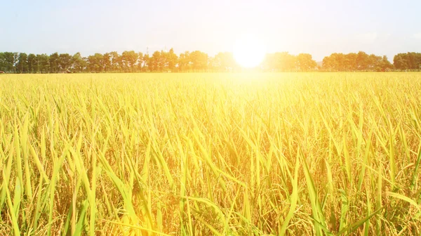 Campo de arroz dourado — Fotografia de Stock