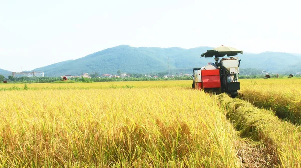 Agriculteurs récoltant du riz dans les champs à la machine — Photo