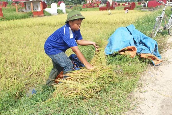 农民收割水稻字段中 — 图库照片