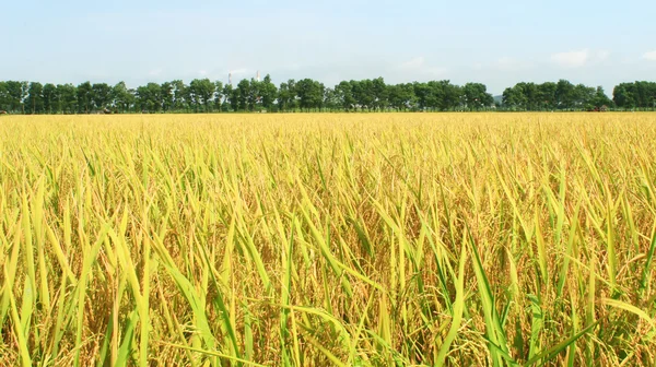 Golden rice field — Fotografie, imagine de stoc