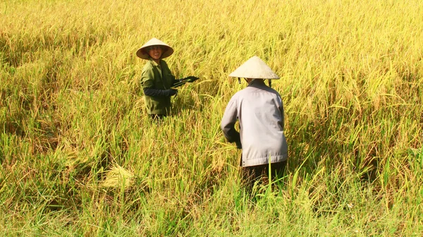 Фермеры собирают рис в поле — стоковое фото