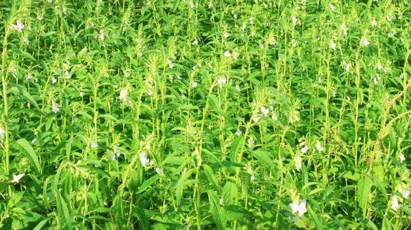 Sesame flowers — Stock Photo, Image