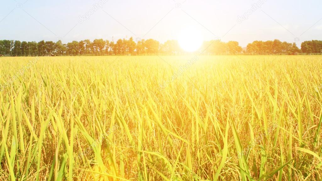 golden rice field 