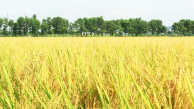 altın pirinç alan ve gökyüzü 