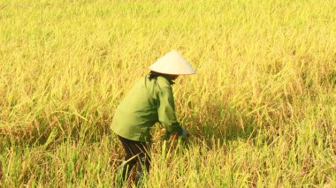 Coltivatori di riso in un campo raccolto 