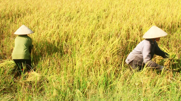 Farmers harvest rice in a field — Stock Photo, Image