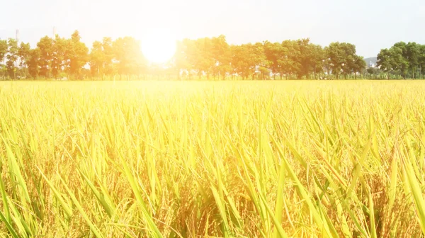 Campo de arroz dorado y cielo — Foto de Stock