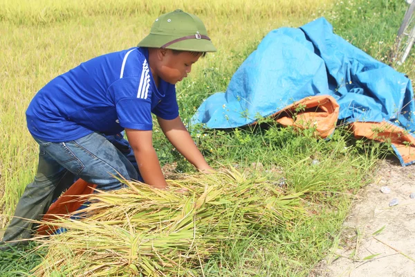 Farmers harvest rice in a field — Stock Photo, Image