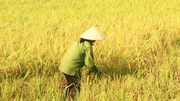 Coltivatori di riso in un campo raccolto 