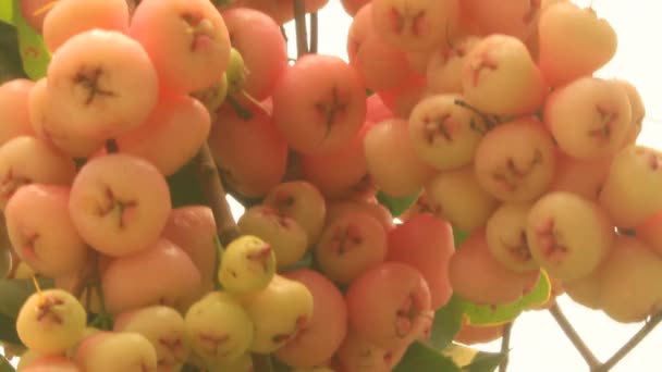 Pruimenboom in de tuin — Stockvideo