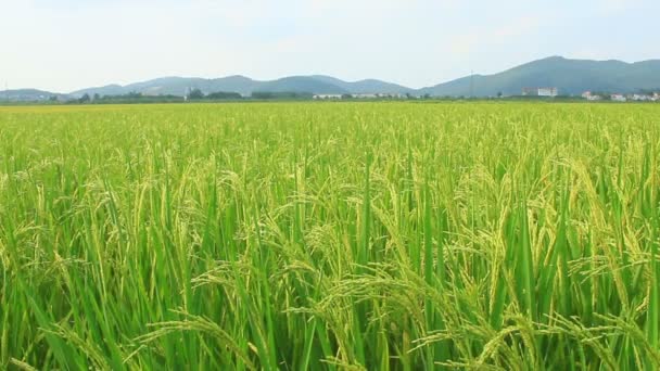 Campos de arroz — Vídeos de Stock