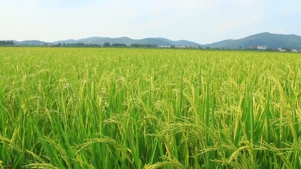 Paddy fields — Stock Video