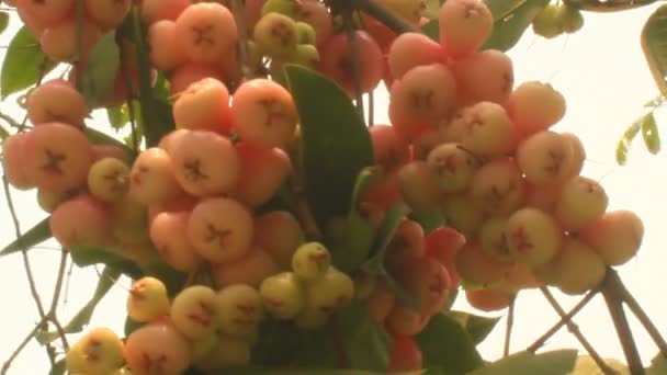 Plum tree in the garden — Stock Video