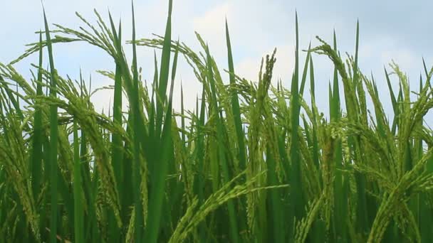 Campos de arroz — Vídeos de Stock