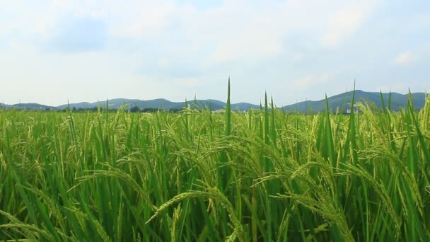 Campos de arroz — Vídeos de Stock