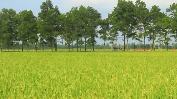 Campos de arroz — Vídeos de Stock