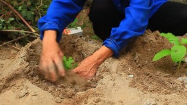 bahçede ginseng ağacı dikim