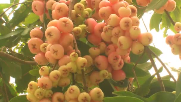 Plum tree in the garden — Stock Video