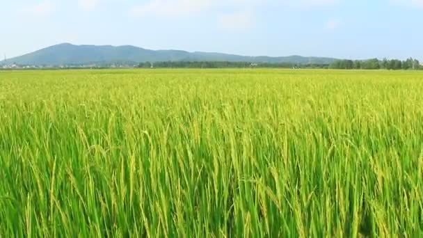 Paddy fields — Stock Video