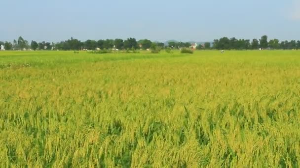 Campos de arroz — Vídeo de stock