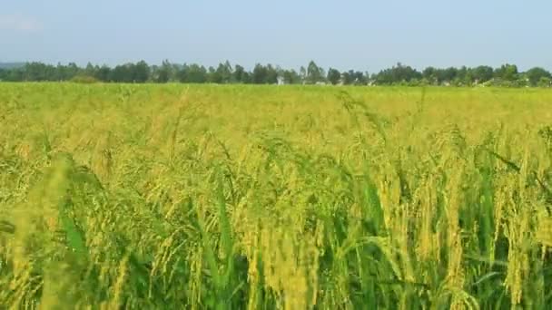 Campos de arroz — Vídeo de stock