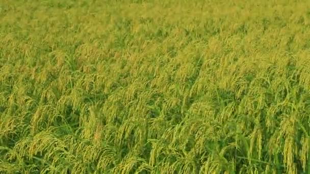 Campos de arroz — Vídeos de Stock