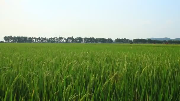 Campos de arroz — Vídeos de Stock