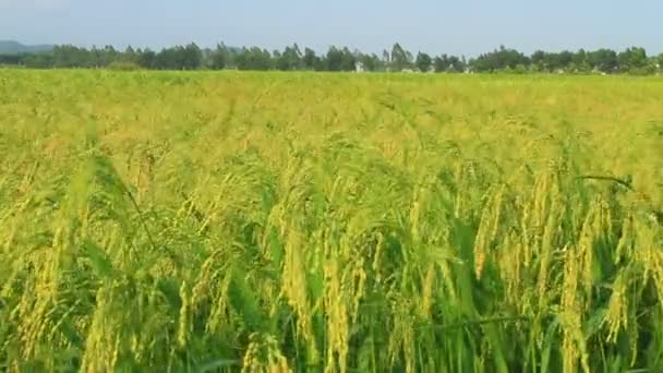 Campos de arroz — Vídeo de stock