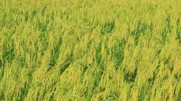 Campos de arroz — Vídeo de stock