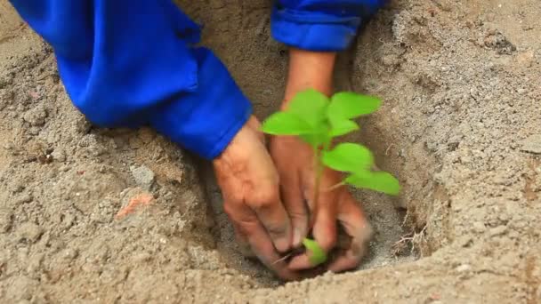 Planting ginseng tree in garden — Stock Video