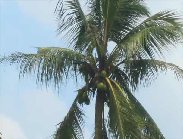 Пальмы и небо — стоковое видео