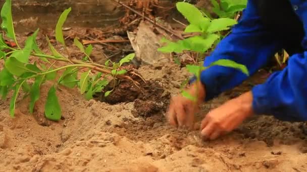 Planting ginseng tree in garden — Stock Video
