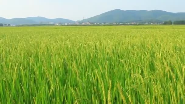 Paddy fields — Stock Video