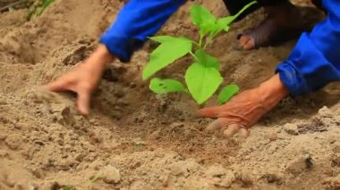 bahçede ginseng ağacı dikim