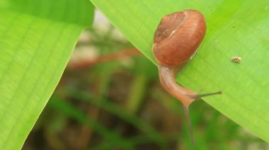 Yapraktaki Salyangoz