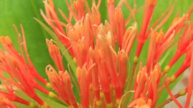 A felhős háttér Hortenzia