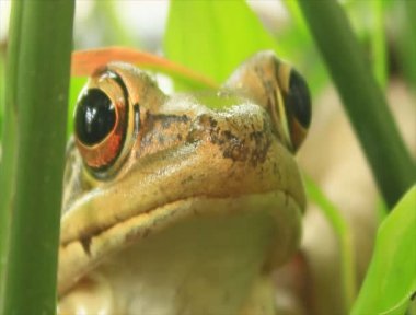Kurbağa portre