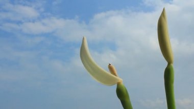 Mavi gökyüzünde beyaz çiçekler