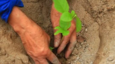 bahçede ginseng ağacı dikim
