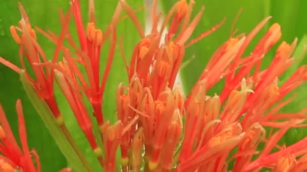 Hortensie auf einem bewölkten Hintergrund — Stockvideo