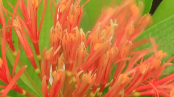 Hortensie auf einem bewölkten Hintergrund — Stockvideo