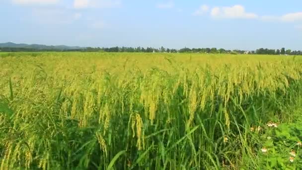 Campos de arroz — Vídeos de Stock