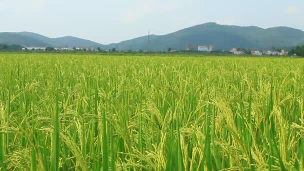 Paddy fields — Stock Video