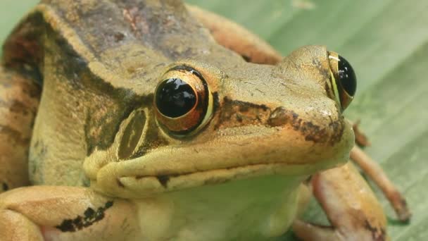 Frog closeup — Stock Video