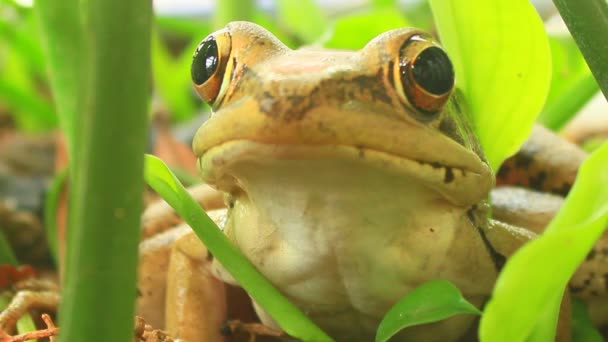 Frosch-Nahaufnahme — Stockvideo